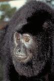 CBS, Community Baboon Sanctuary